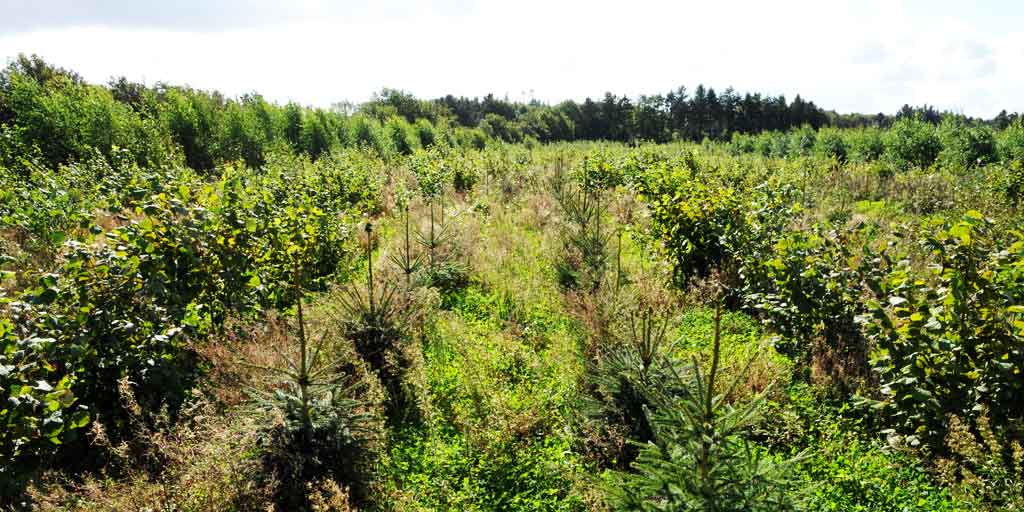 Der er nu politisk interesse for at plante store arealer med skov og i høj grad med hurtigtvoksende nåletræer.