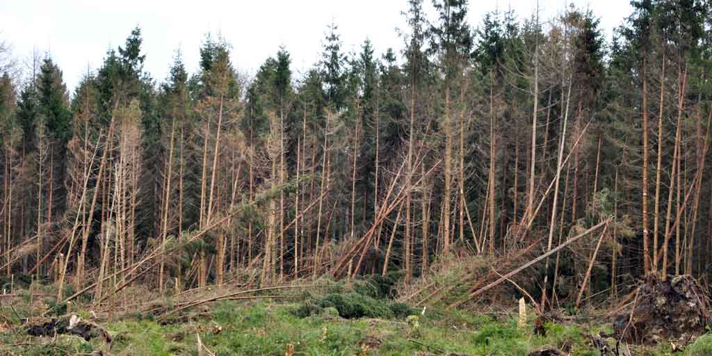 Stormfald i Klosterheden. Foto viser væltede træer på grund af stormfald.