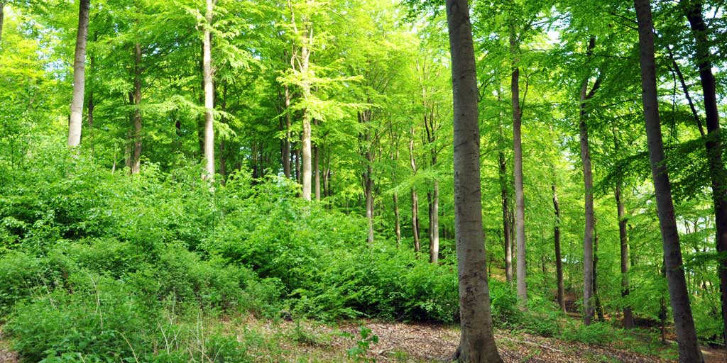 Dansk Skovforening opfordrer til incitamenter der kan fremme biodiversitet i skovene.