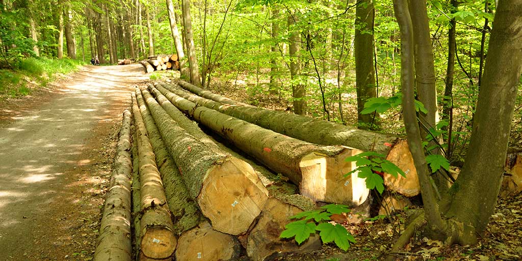 Der bliver brug for at øge produktionen af træ på andre arealer når flere skal lægges urørt
