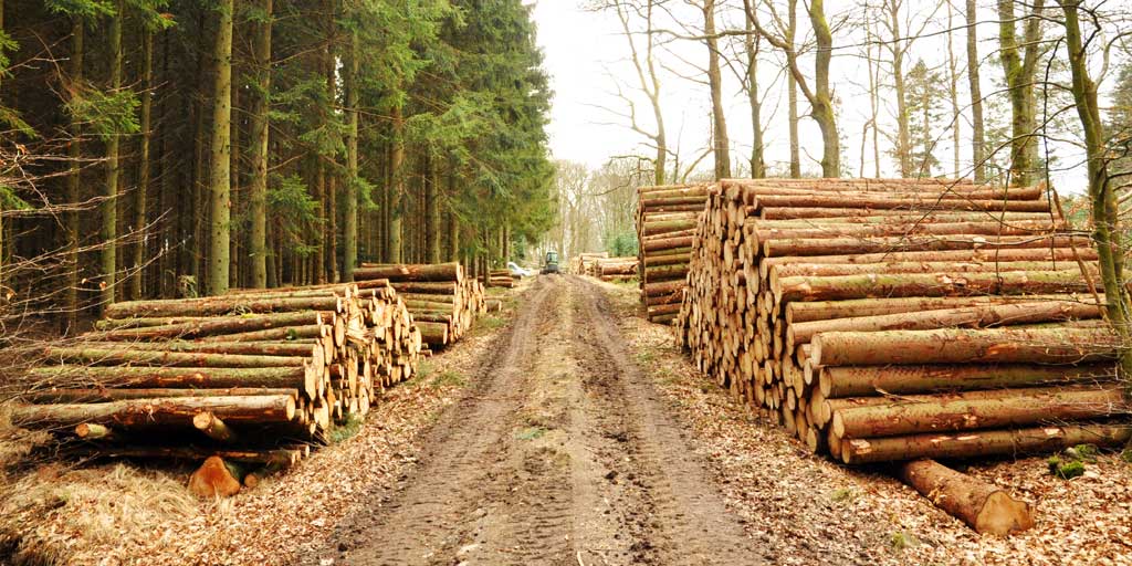 Vi skal bruge mere træ til erstatning for energitunge materialer, og vi skal bruge bæredygtigt produceret træflis som et fornuftigt alternativ til fossil energi. 